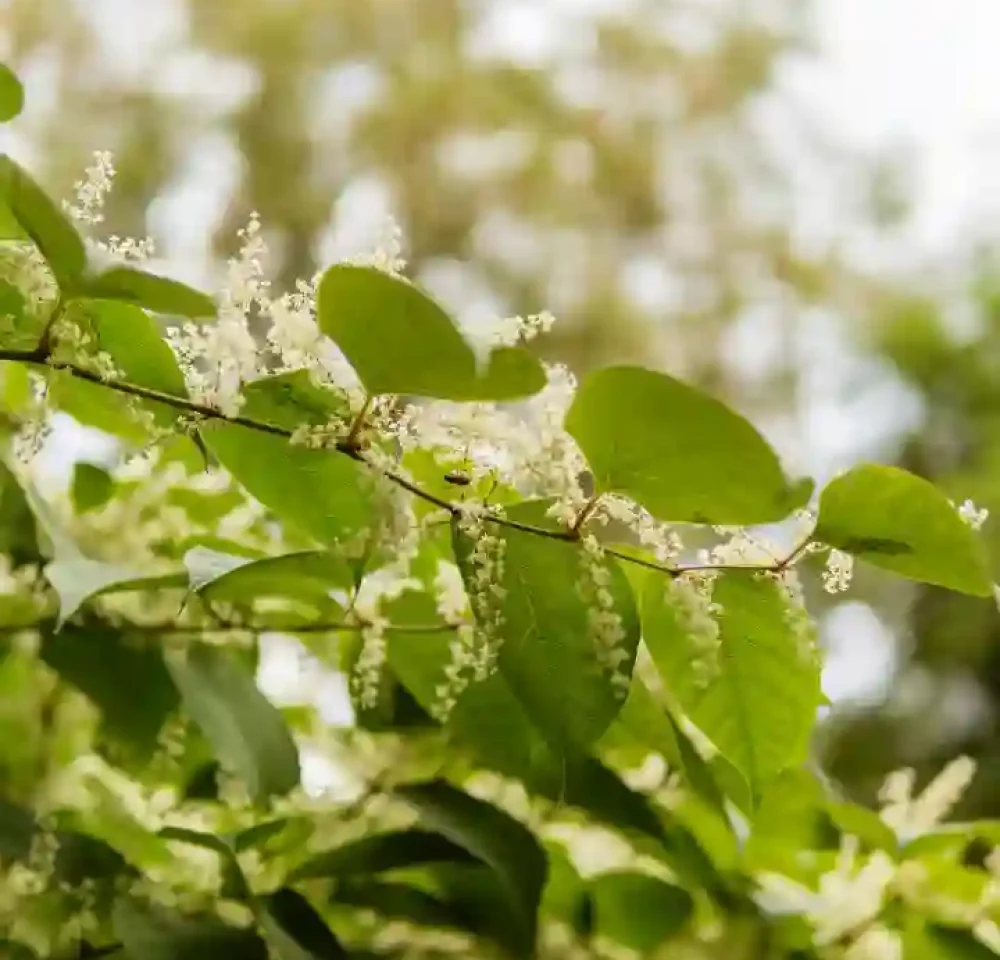 gardening care in cape coral